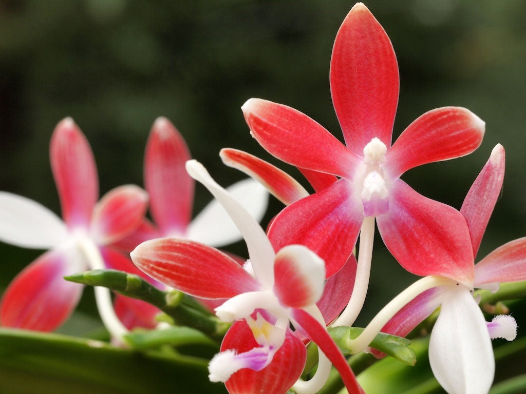 Phal. tetraspis 'C1'-species, unique flower color patterns, random petal color in red or white