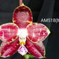 Phalaenopsis Mituo Mibs Passion 'Mituo #1'  (MO749) - big and mature, fragrant