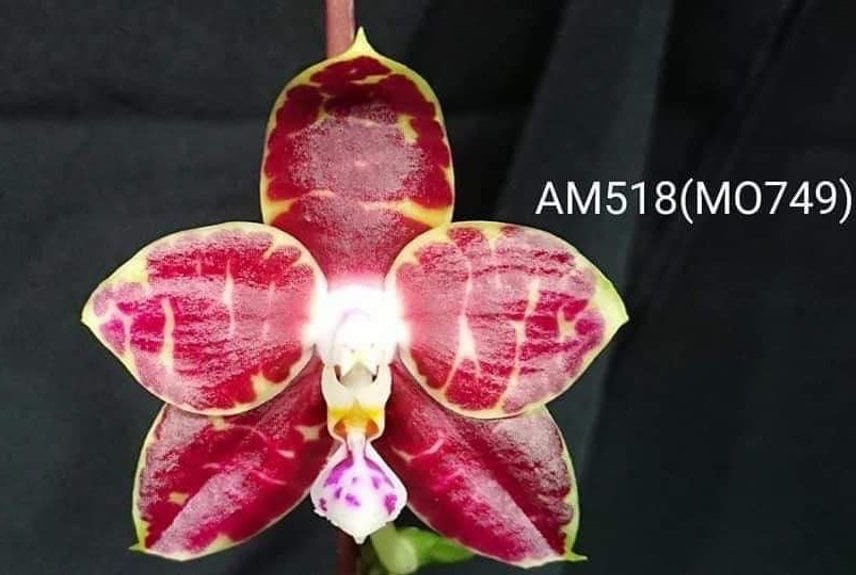 Phalaenopsis Mituo Mibs Passion 'Mituo #1'  (MO749) - big and mature, fragrant