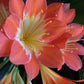 XL & 10y+ mature plant! Clivia Shiga Multiple, Flowering size ready to bloom soon，复瓣橙红花君子兰