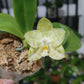 Very rare in 3.5’ pot! Phal. Mituo Golden Tiger 'White Tiger' AM/AOS - fragrant