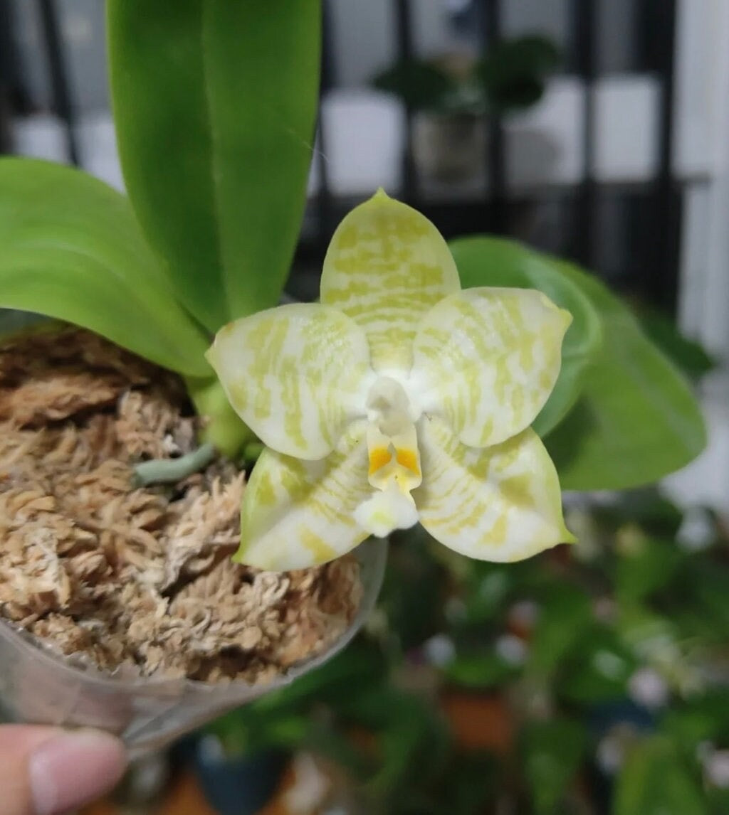 Very rare in 3.5’ pot! Phal. Mituo Golden Tiger 'White Tiger' AM/AOS - fragrant