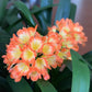 XL & 7y+ mature plant! Clivia plant, Pastel x Long Wood Fireworks, >12 leaves, Flowering size， 君子兰