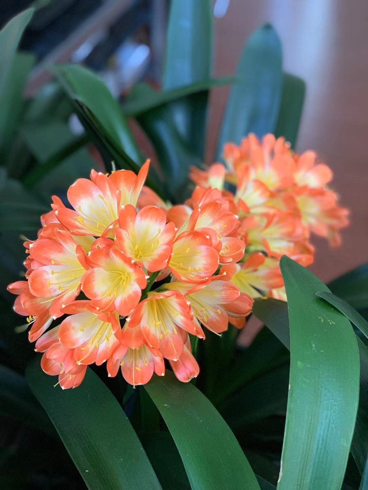 XL & 7y+ mature plant! Clivia plant, Pastel x Long Wood Fireworks, >12 leaves, Flowering size， 君子兰