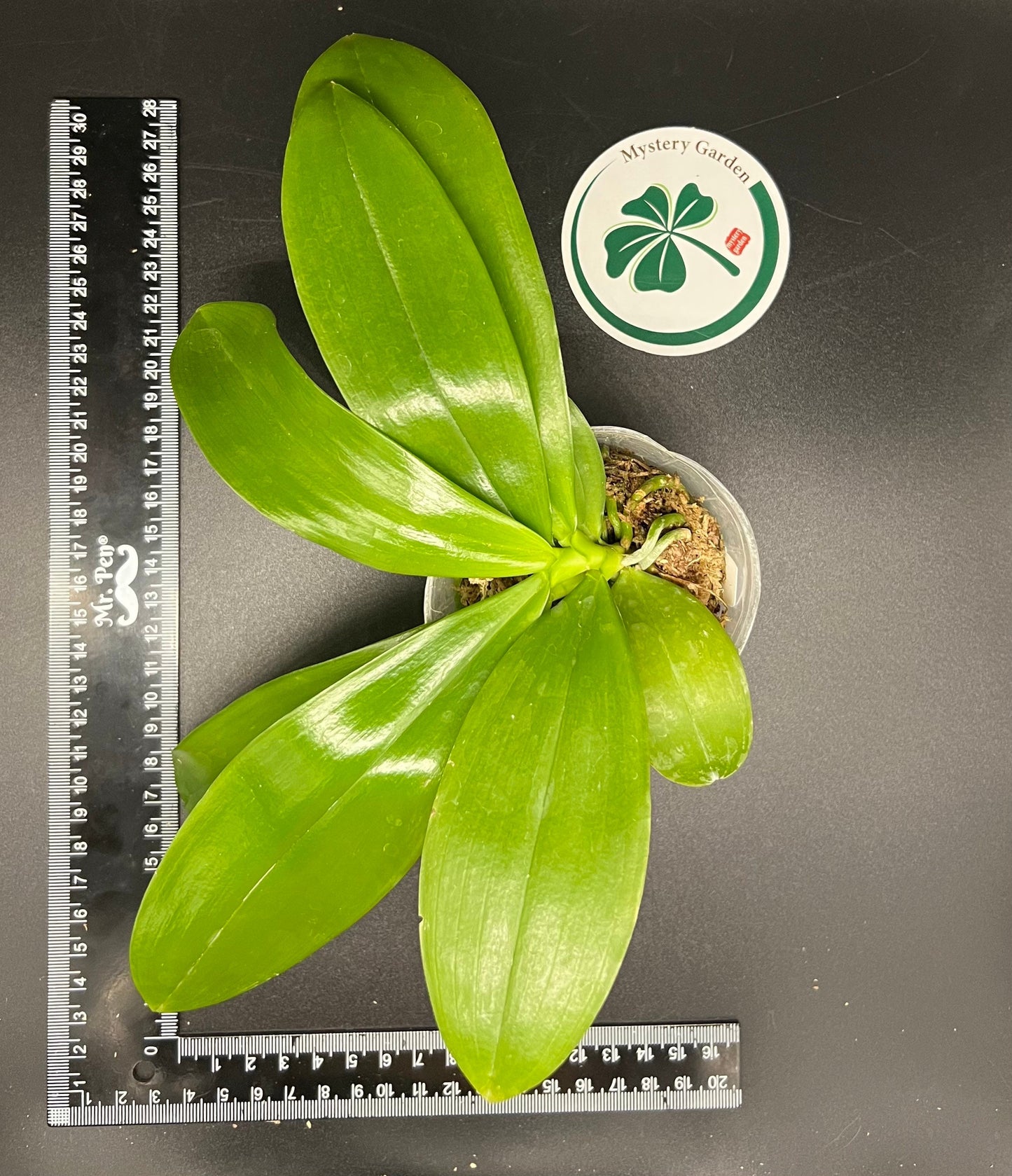 Phal. tetraspis 'C1'-species, unique flower color patterns, random petal color in red or white