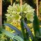 In spike of 8y+ mature plant! Hirao green x Darma green yellow, originally bred in Japan, 绿花君子兰