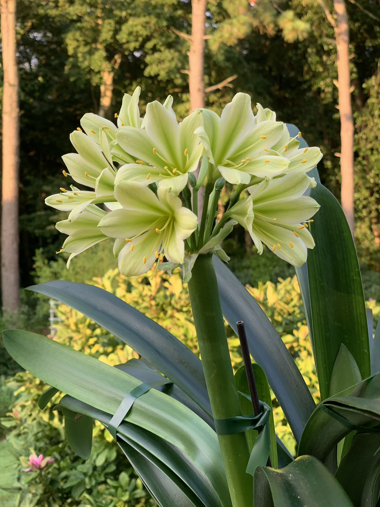 In spike of 8y+ mature plant! Hirao green x Darma green yellow, originally bred in Japan, 绿花君子兰