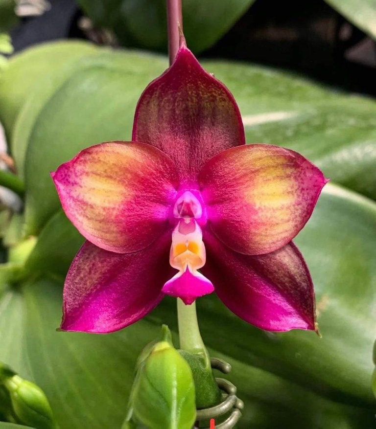 Phal. Mituo Love ‘Rainbow 520’ AM/AOS — cute round leaves and fragrant,