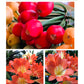 XL & 10y+ mature plant! Clivia Shiga Multiple, Flowering size ready to bloom soon，复瓣橙红花君子兰
