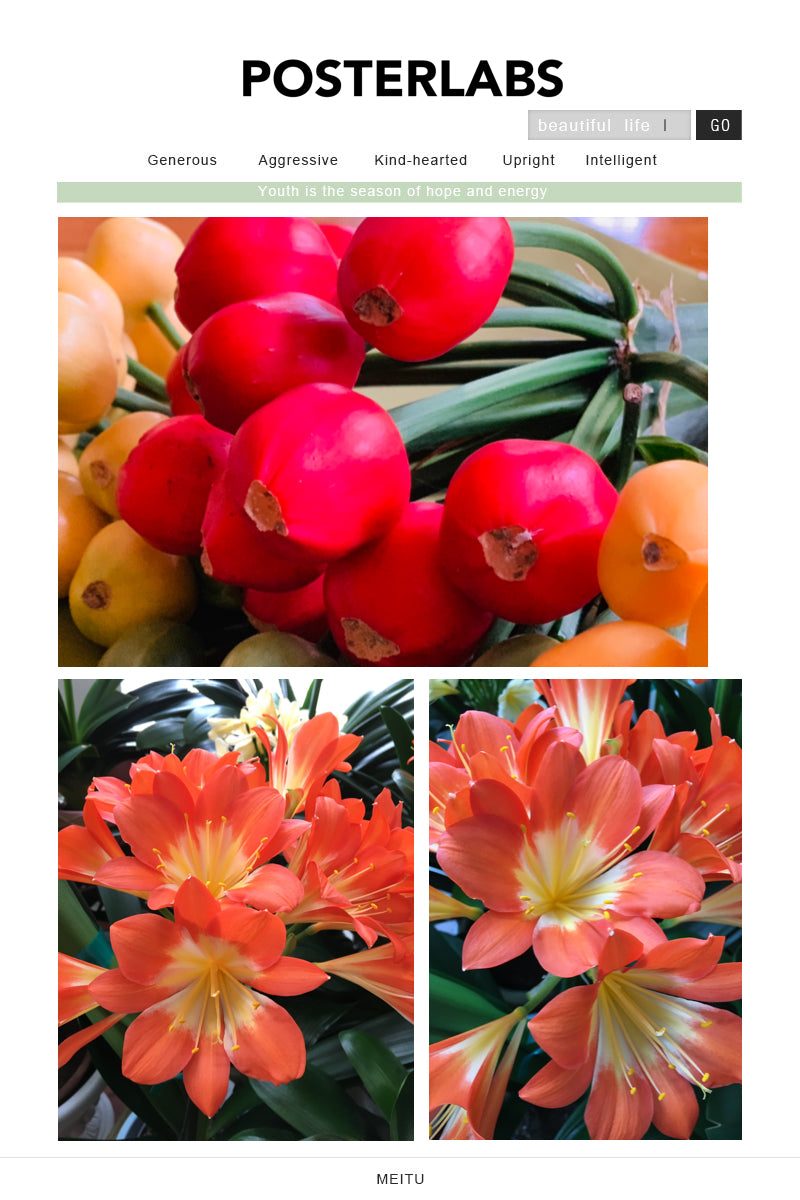 XL & 10y+ mature plant! Clivia Shiga Multiple, Flowering size ready to bloom soon，复瓣橙红花君子兰