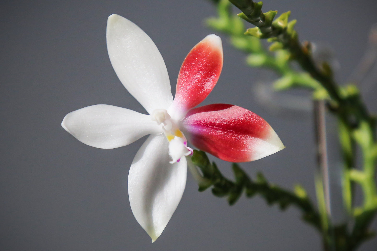 Phal. tetraspis 'C1'-species, unique flower color patterns, random petal color in red or white