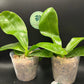 Very rare in 3.5’ pot! Phal. Mituo Golden Tiger 'White Tiger' AM/AOS - fragrant