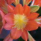 XL & 10y+ mature plant! Clivia Shiga Multiple, Flowering size ready to bloom soon，复瓣橙红花君子兰