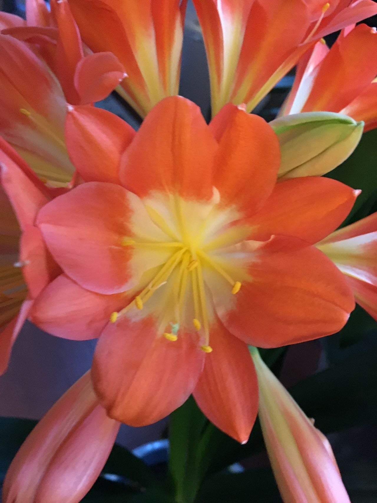 XL & 10y+ mature plant! Clivia Shiga Multiple, Flowering size ready to bloom soon，复瓣橙红花君子兰