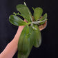 Triple spikes! Phal. Specious Dragon (P. Mituo Reflex Dragon ' Blue -2 ' AM/AOS X P. Mituo Speciosa’ Mituo#1’) (AMM11)