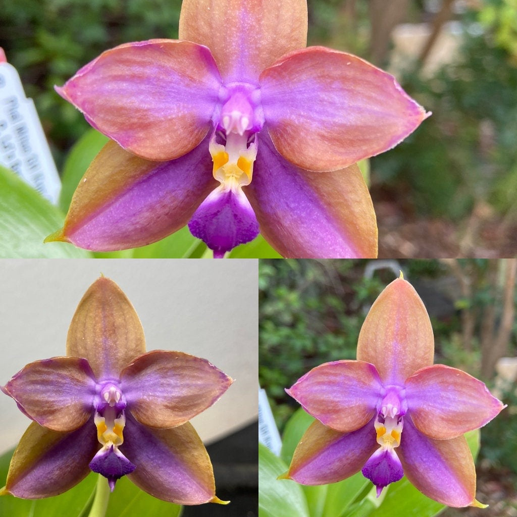 Unique color! P. Mituo GH King Star 'UV rays' (MCL139)