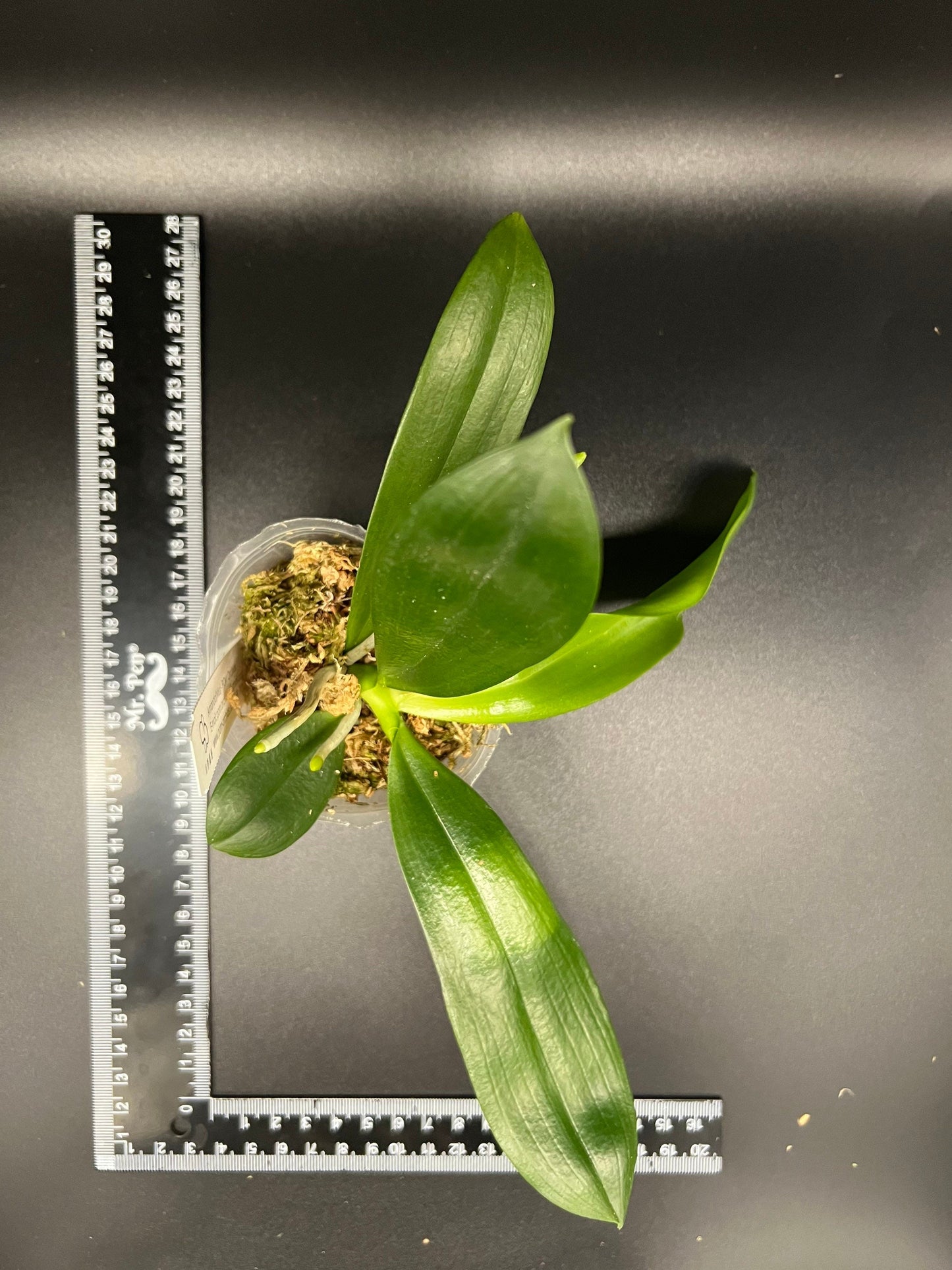 Phal. tetraspis 'C1'-species, unique flower color patterns, random petal color in red or white