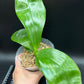 Very rare in 3.5’ pot! Phal. Mituo Golden Tiger 'White Tiger' AM/AOS - fragrant