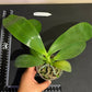 Phalaenopsis Mituo Mibs Passion 'Mituo #1'  (MO749) - big and mature, fragrant