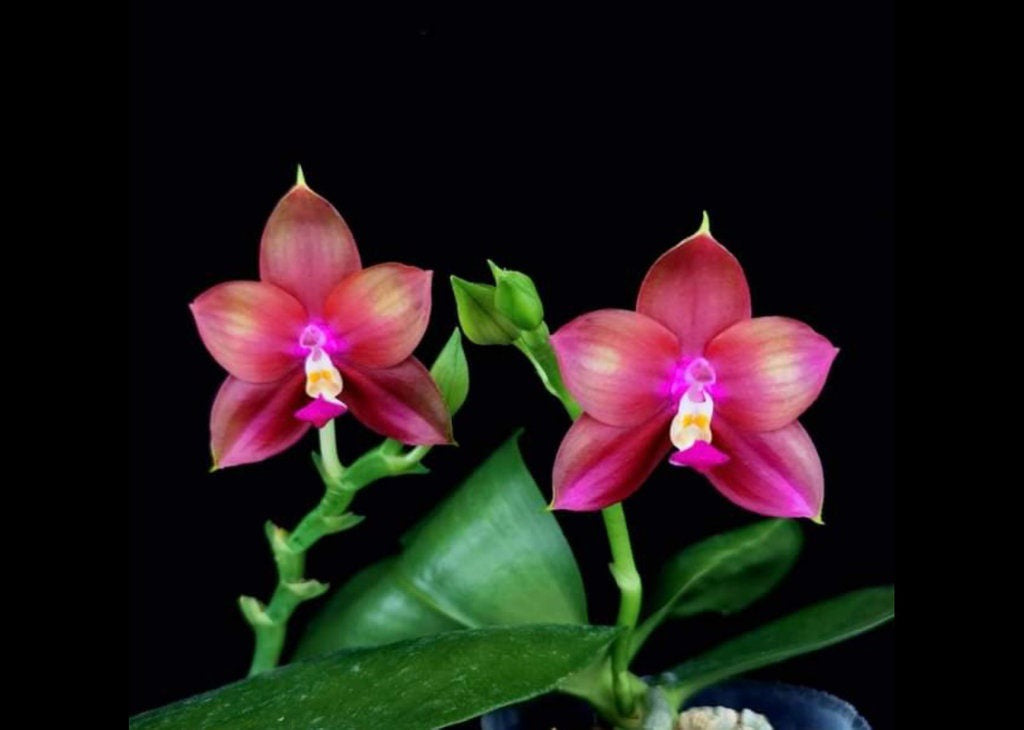 Phal. Mituo Love ‘Rainbow 520’ AM/AOS — cute round leaves and fragrant,