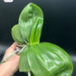 Phal Mituo Purple Oriole (P. Mituo Gelb Eagle 'Oriole' X P. Mituo Purple Dragon 'B37') (AMM13)