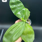 Phal Mituo Purple Oriole (P. Mituo Gelb Eagle 'Oriole' X P. Mituo Purple Dragon 'B37') (AMM13)