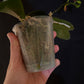 MCL158 P. Mituo Reflex DD’ Mituo#21 — big leaves and healthy orchid!