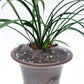 Orchid Protective Net over pot