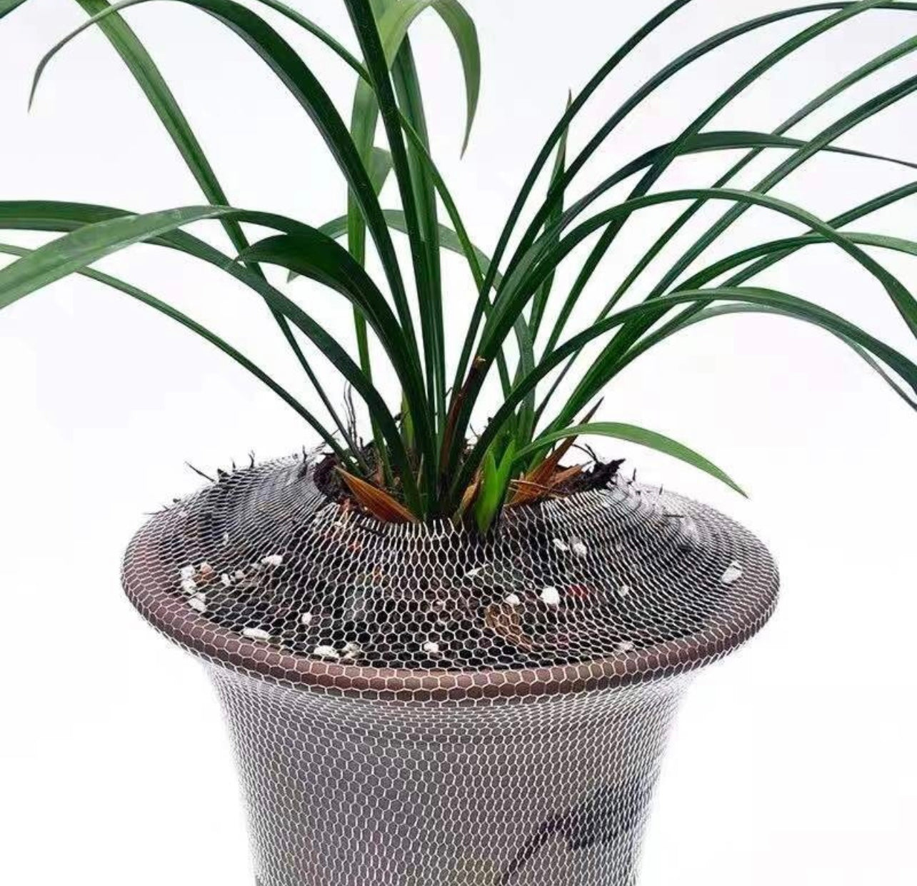 Orchid Protective Net over pot