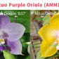 Phal Mituo Purple Oriole (P. Mituo Gelb Eagle 'Oriole' X P. Mituo Purple Dragon 'B37') (AMM13)