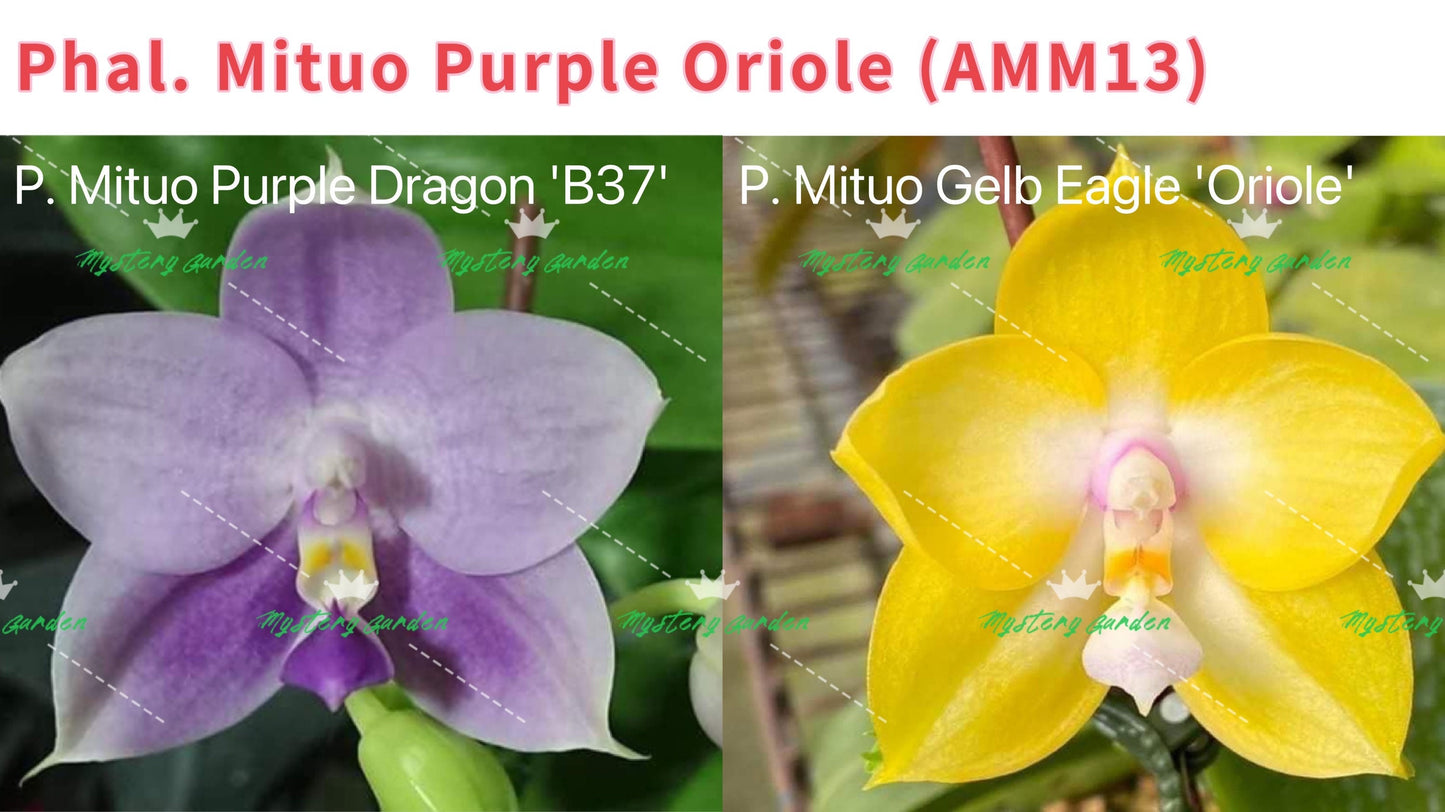 Phal Mituo Purple Oriole (P. Mituo Gelb Eagle 'Oriole' X P. Mituo Purple Dragon 'B37') (AMM13)