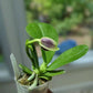 Smell like roses! Phalaenopsis violacea indigo ‘Jia Ho Blue moon’ - award winning species SM/TOGA