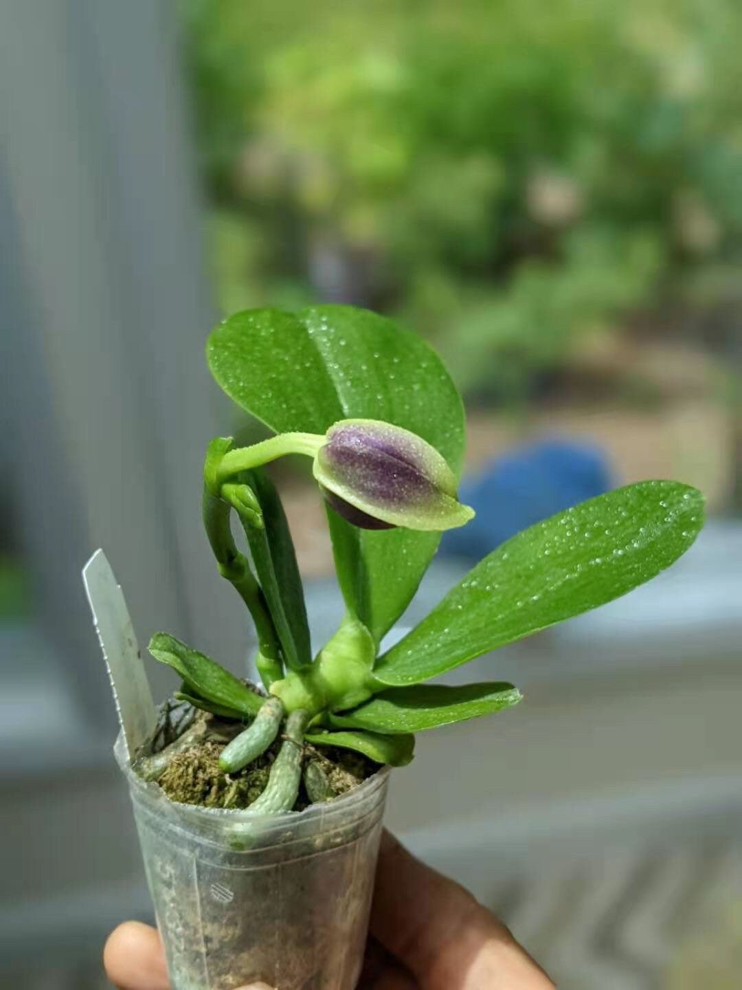 Smell like roses! Phalaenopsis violacea indigo ‘Jia Ho Blue moon’ - award winning species SM/TOGA