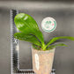 Very rare in 3.5’ pot! Phal. Mituo Golden Tiger 'White Tiger' AM/AOS - fragrant