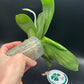 Phal Mituo Purple Oriole (P. Mituo Gelb Eagle 'Oriole' X P. Mituo Purple Dragon 'B37') (AMM13)