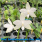 Super fragrant and very Rare species! Phal. lueddemanniana fma.alba 'Max-Snow Lover' ‘KSM-168’