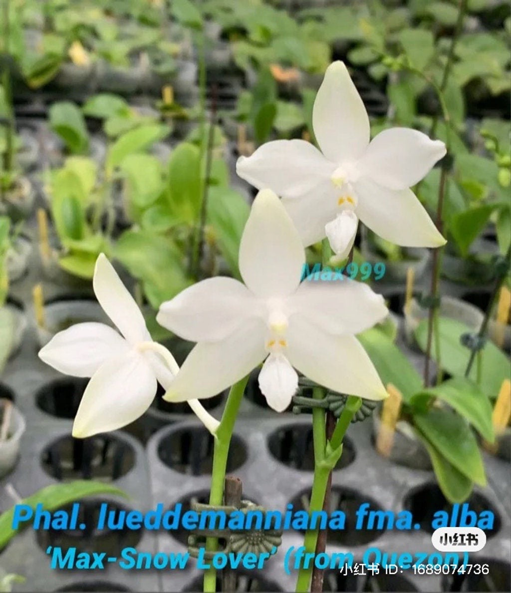 Super fragrant and very Rare species! Phal. lueddemanniana fma.alba 'Max-Snow Lover' ‘KSM-168’