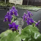 Smell like roses! Phalaenopsis violacea indigo ‘Jia Ho Blue moon’ - award winning species SM/TOGA