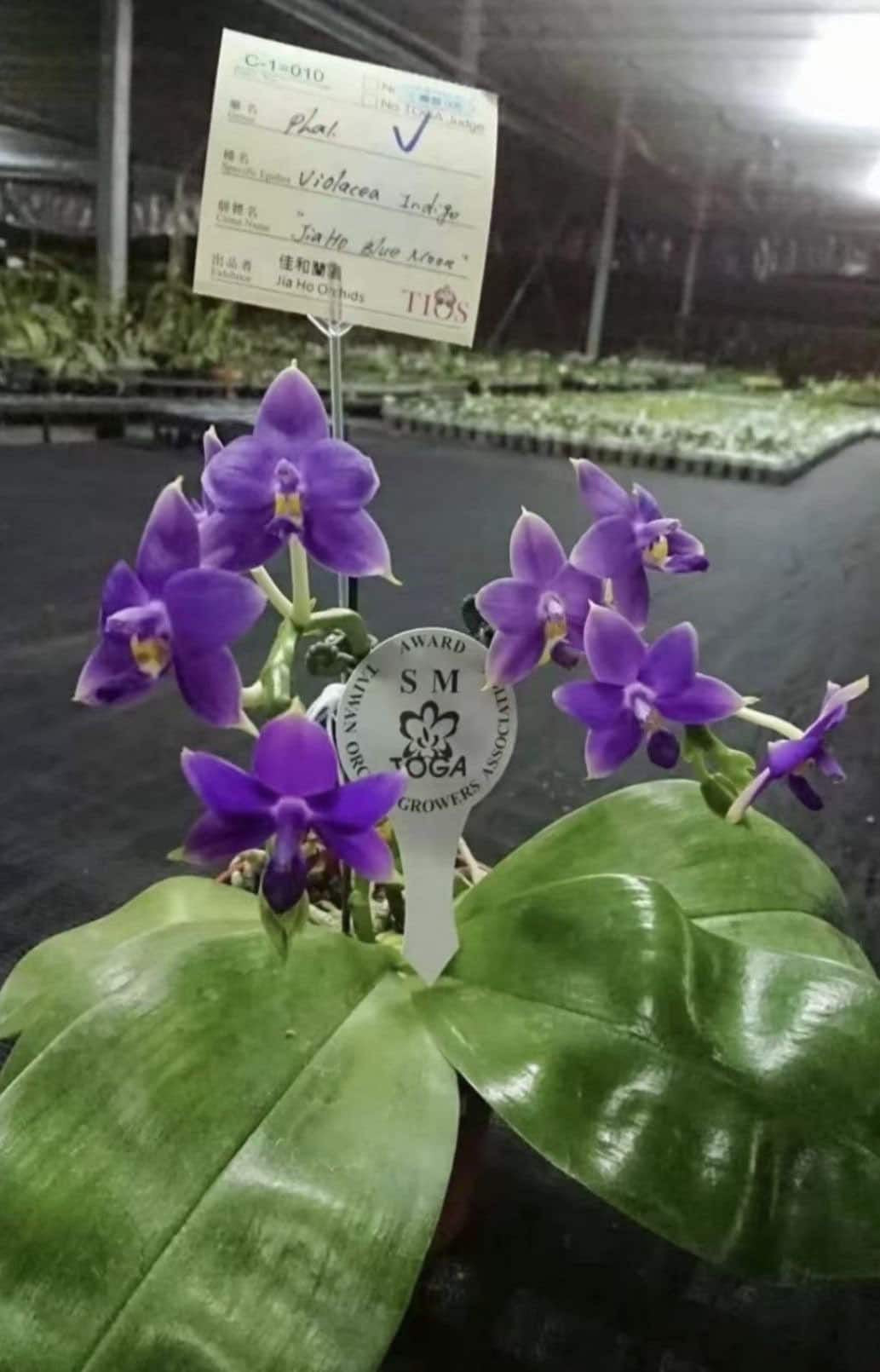 Smell like roses! Phalaenopsis violacea indigo ‘Jia Ho Blue moon’ - award winning species SM/TOGA