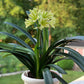 In spike of 8y+ mature plant! Hirao green x Darma green yellow, originally bred in Japan, 绿花君子兰