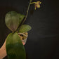 MCL158 P. Mituo Reflex DD’ Mituo#21 — big leaves and healthy orchid!