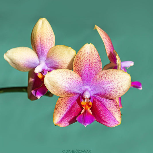 Phalaenopsis Sweet Memory-Liodoro, very sweet fragrance