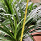 XL & 7y+ mature plant! Clivia plant, Pastel x Long Wood Fireworks, >12 leaves, Flowering size， 君子兰