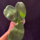 Phal. Mituo Gigan Dragon 'Litchi' (MCL141), waxy long lasting flower, very special pattern