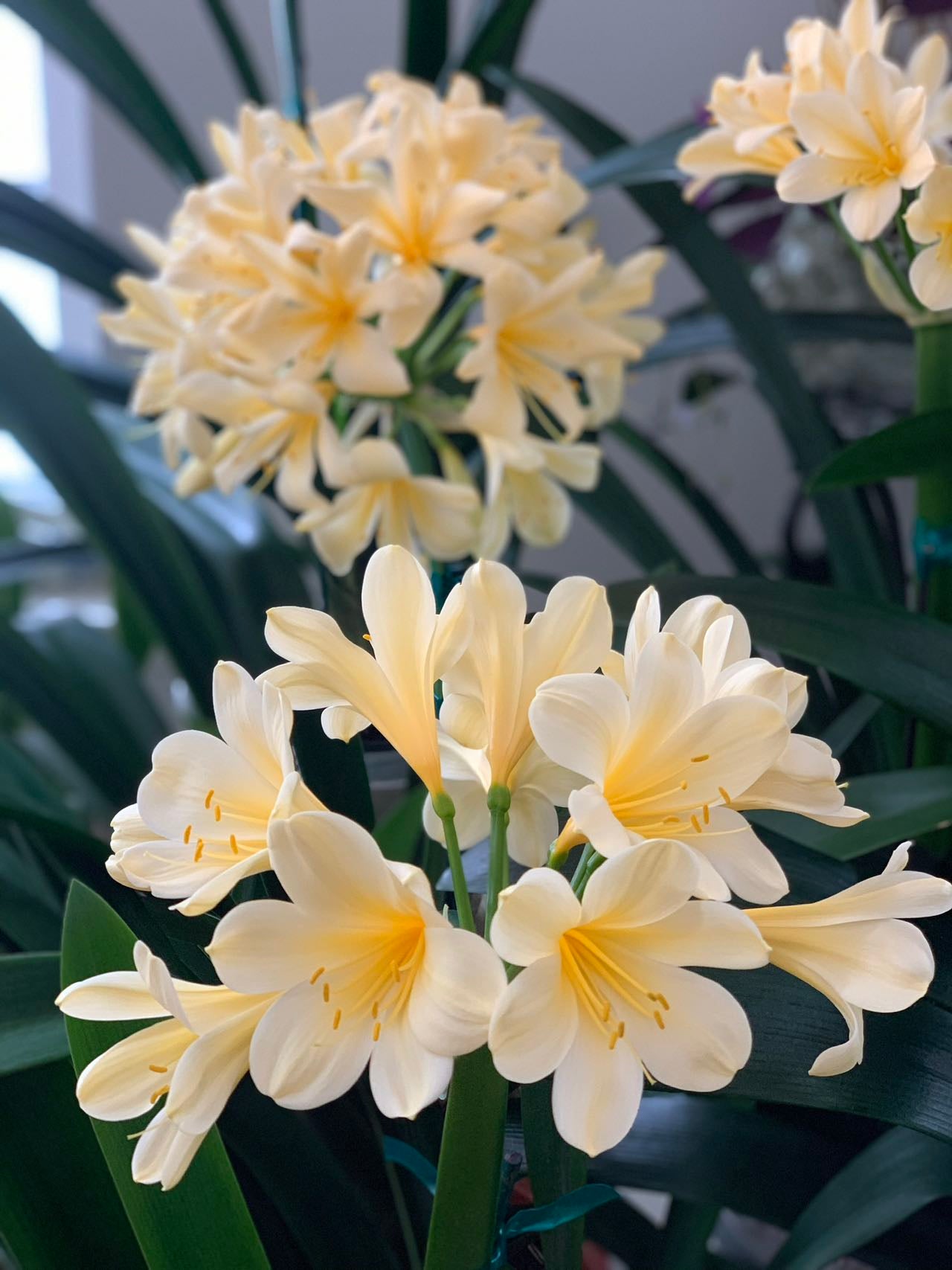 XL & 10y+ mature plant! Clivia Longwood Yellow, Flowering size ready to bloom soon，长木黄花君子兰