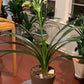 In spike of 8y+ mature plant! Hirao green x Darma green yellow, originally bred in Japan, 绿花君子兰