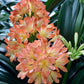 XL & 7y+ mature plant! Clivia plant, Pastel x Long Wood Fireworks, >12 leaves, Flowering size， 君子兰