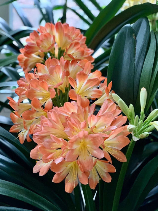 XL & 7y+ mature plant! Clivia plant, Pastel x Long Wood Fireworks, >12 leaves, Flowering size， 君子兰