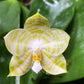 Very rare in 3.5’ pot! Phal. Mituo Golden Tiger 'White Tiger' AM/AOS - fragrant