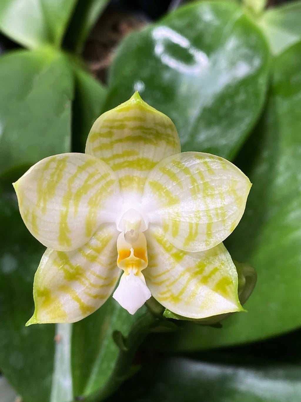 Very rare in 3.5’ pot! Phal. Mituo Golden Tiger 'White Tiger' AM/AOS - fragrant